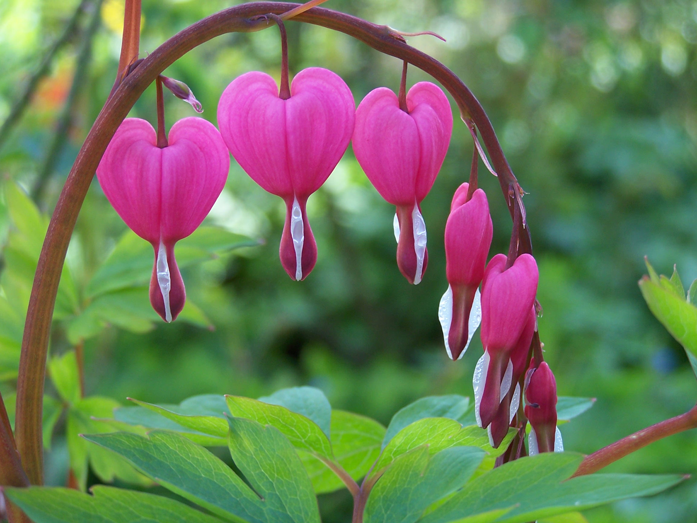 Pink heart-shaped flowers of the Bleeding Heart plant