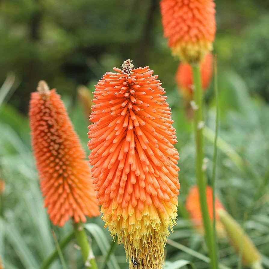 Striking Red Hot Poker plant with long, tubular red and yellow flowers