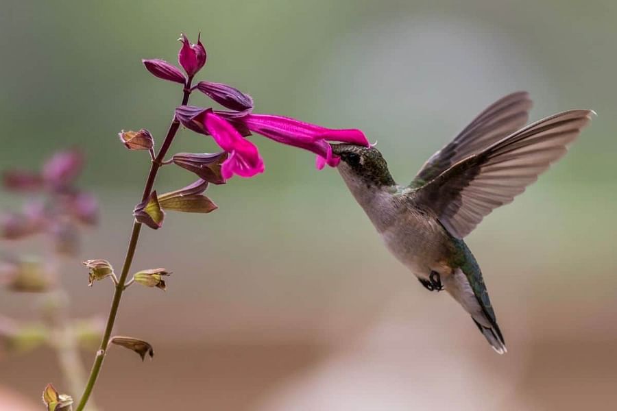 Hummingbird feeding from a vibrant Salvia flower in a garden