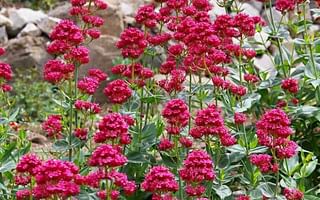 What are the best fall-blooming perennials to plant in my garden?