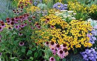What are the best low-maintenance perennial plants?