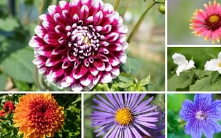 What are the best perennial flowers for beginners?