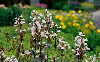 What are the best perennial flowers to grow?