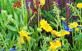 What are the best perennial plants to grow?