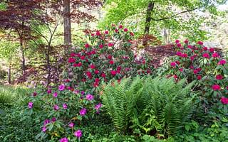 What are the best perennials for a shaded area?