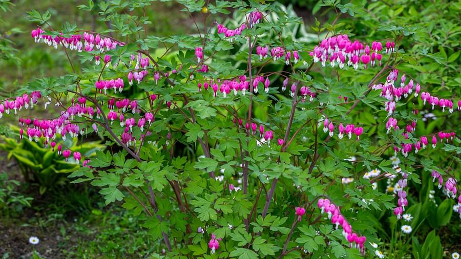 Bleeding heart plant with heart-shaped flowers in a shady garden