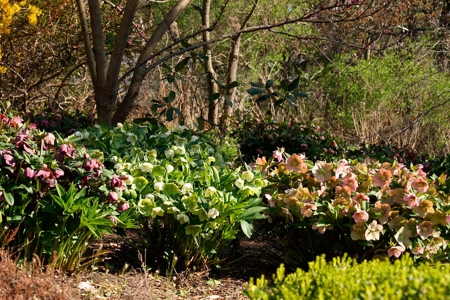 Hellebore plant in full bloom under the shade in a garden