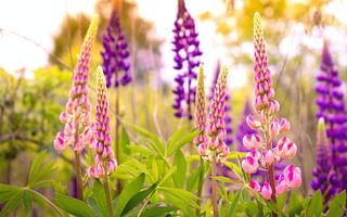 What are the best perennials for full sun?