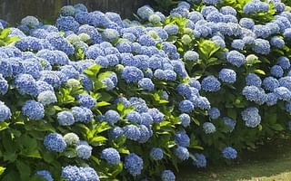 What are the best perennials to grow in a shady spot?