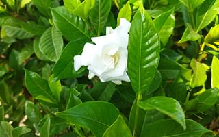 What are the best tips for growing and caring for a gardenia plant?