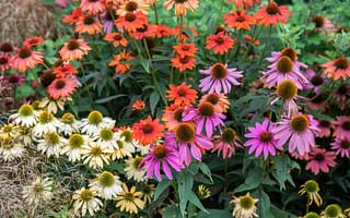 What is the difference between perennial and annual flowers?